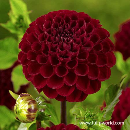 Natal Dahlia | Dark Red Dahlia | Pompon Dahlia Tubers