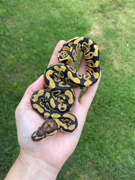 Special Het Clown Ball Python by Southern Roots Pythons - MorphMarket