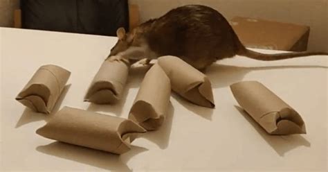 20 Free or Cheap DIY Rat Toys | Rat toys, Diy rat toys, Pet rat cages