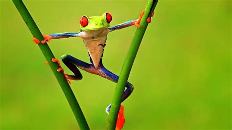 Colorful Frog 1920 x 1080 HDTV 1080p Wallpaper