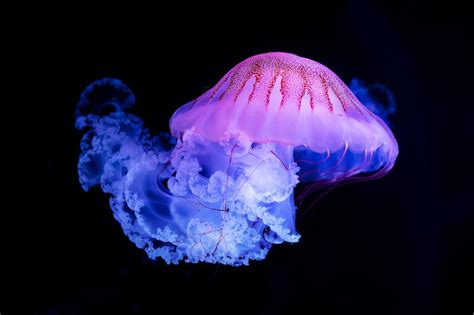 Domesticating Jellyfish - by Jeremy Bates