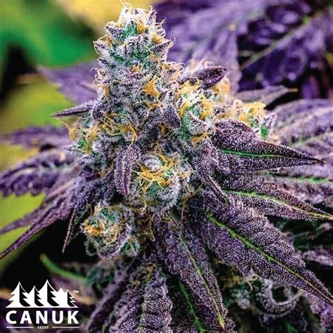 Black Cherry Soda Feminized Seeds - ELITE STRAIN