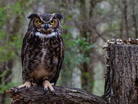 Great Horned Owl Habitat