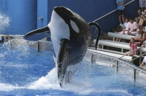 TRANSCEND MEDIA SERVICE » Blackfish: Highlighting the Plight of Captive ...