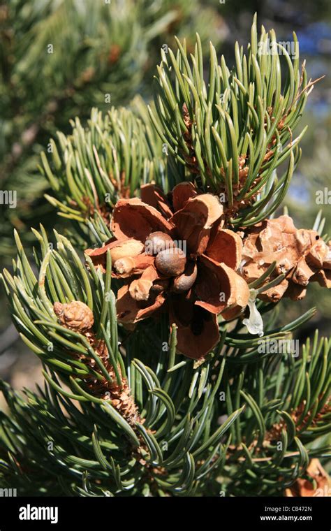 pinyon pine cone on tree with pinyon nuts Stock Photo - Alamy