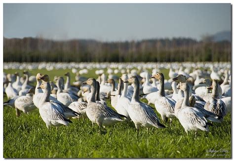 Snow Geese Migration | Skagit valley, Snow goose, Lake stevens