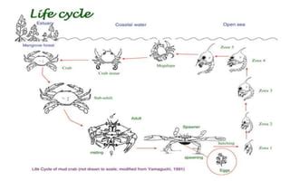 Life cycle of mud crab | PPT