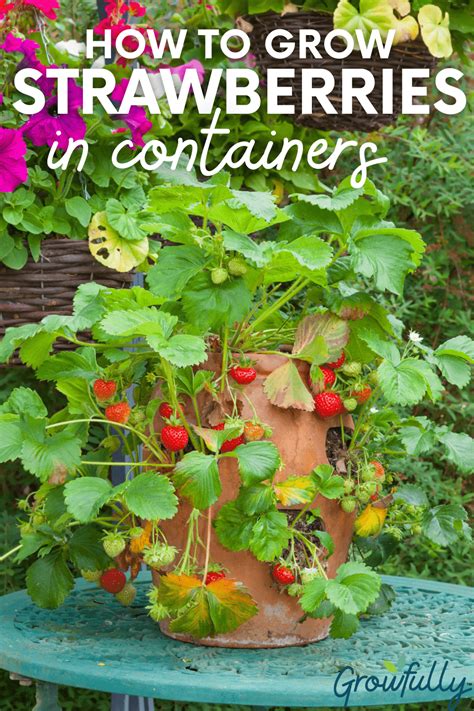 Growing Strawberries in Containers - Growfully