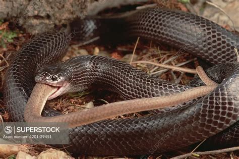 Black Mussurana (Clelia occipitolutea) snake, eating a Hognose Snake (Philodryas nattereri ...