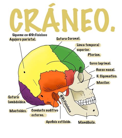 Esquema del cráneo ¡Fotos & Guía 2024!