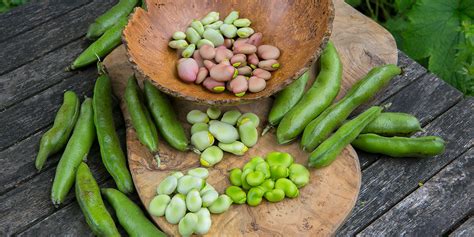 How to grow broad beans and the best varieties - Which?