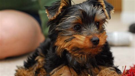 The Ultimate Yorkie Puppy Feeding Chart by Weight Age