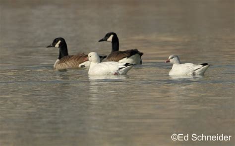 Tennessee Watchable Wildlife | Ross's Goose - Habitat: WATER