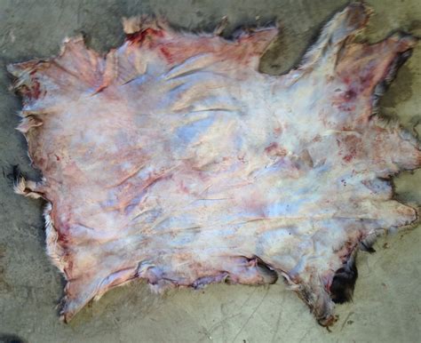 Instructions on Deer Hide Tanning – California Sportsman Mag