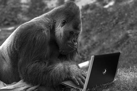 monkey, laptop, computer, technology, internet, primate, mammal, wireless technology ...