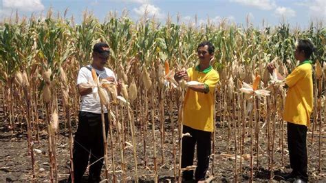 Berhasil Panen Jagung Saat Kemarau, Petani Untung Rp. 15 Juta Tiap hektar - kabarhandayani.com