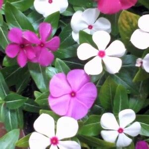 Catharanthus Roseus Flower Seeds - Etsy