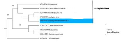 Phylogenetic tree of Asclepiadoideae subfamily using complete... | Download Scientific Diagram