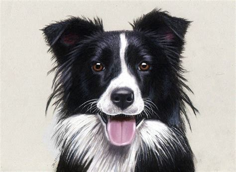 Pencil Drawing of a Border Collie by JasminaSusak on DeviantArt ...