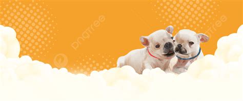 Cute Orange Pet Shop Promotion Banner Background, Pets, Supplies, Food Background Image And ...