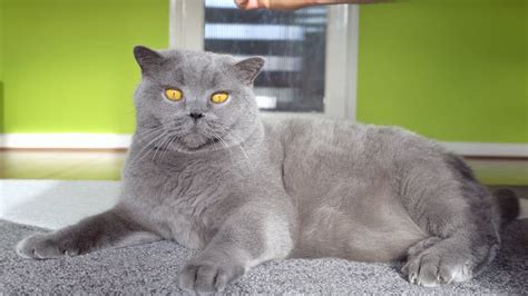 Blue British Shorthair - Brushing and Cleaning - YouTube