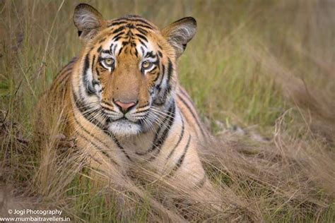 Tadoba Wildlife Safari. Jungle Safari Booking Online