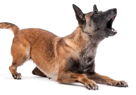 Old Dog Barking At Night: Top 6 Reasons & What to Do