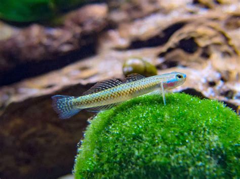 Blue Neon Goby (4 CM) - Universal Aquatics | Tropical and Pond Fish, Aquariums, Ponds, Water ...