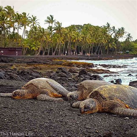 Punalu'u Black Sand Beach - This Hawaii Life