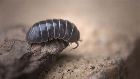 Roly-Poly Bug Facts | Sciencing