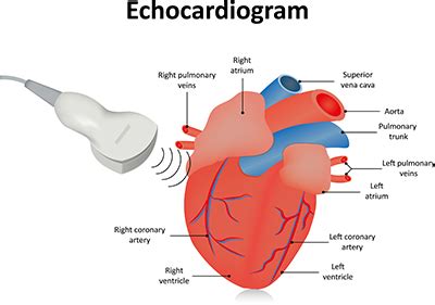 What is an Echocardiogram? How to Prepare for an Echocardiogram Test - Medical Exam