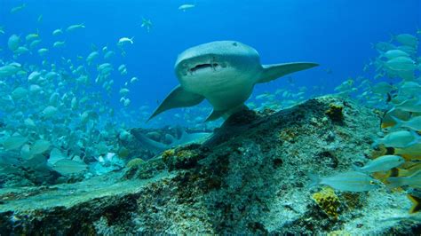 ANIMAL PLANET EXPLORES THE INCREDIBLE WILDLIFE OF THE BAHAMAS