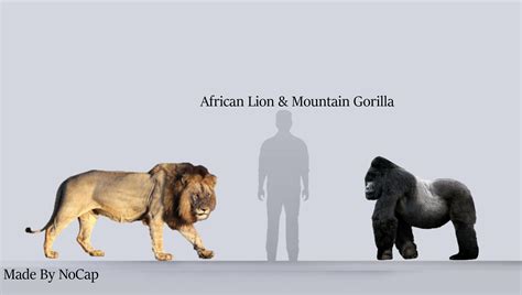 Gorilla Vs Lion