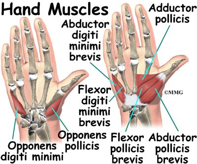 Hand Anatomy - eOrthopod.com