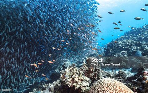 Beautiful Timorleste Underwater Pictures Stock Photo - Download Image Now - Animal, Animal ...