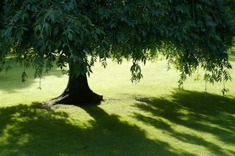 ¿Qué Arbol de Gran Tamaño Comprar Si Quiero Sombra? | Ginart Oleas