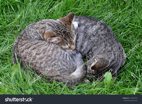 Two Cats Are Sleeping On The Grass Curled Up Together Stock Photo ...