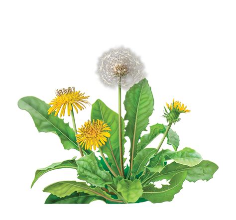 Dandelion PNG