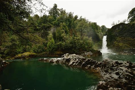 18 Patagonian Rainforest Facts - Facts.net