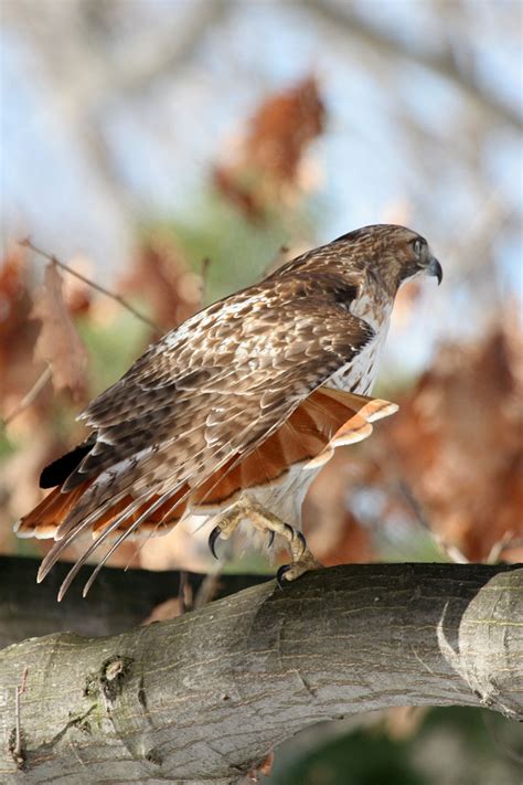 Red Tailed Hawk Talons 1 by photoboy1002001 on deviantART