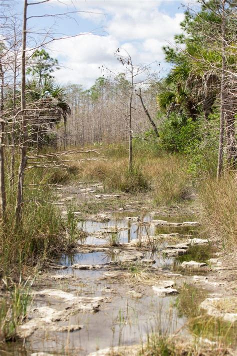 Hiking The Everglades Trails and Photographing Its Beautiful Environment