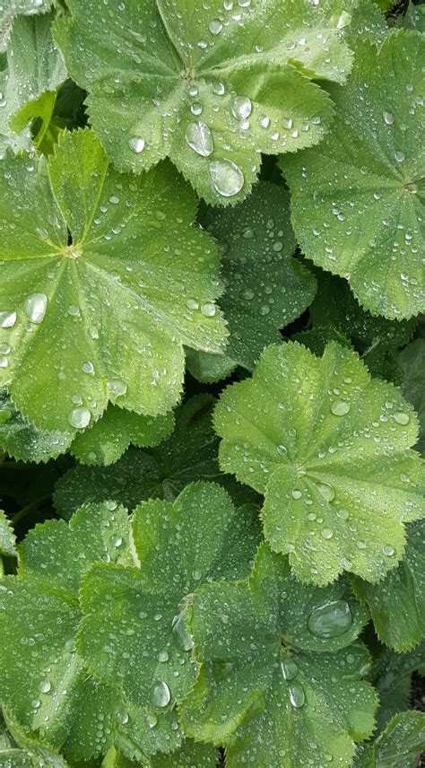 Love Lady's mantle. Hardy ground cover plant. Lady's Mantle, Ground Cover Plants, Hardy, Plant ...