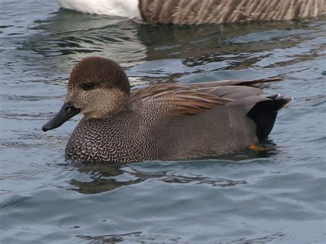 Toronto Wildlife - More Gadwall Ducks