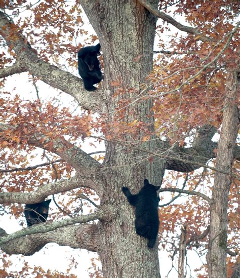 Great Smoky Mountains National Park Black Bears