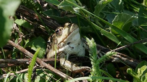 Marsh Frog | MarkEisingBirding