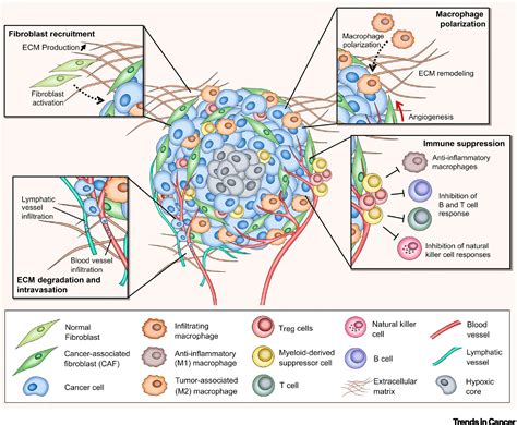 3D In Vitro Model (R)evolution: Unveiling Tumor–Stroma Interactions: Trends in Cancer