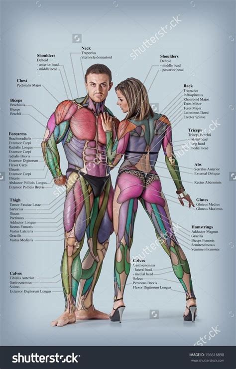 Human Anatomy Male And Female ~ Vertebrae Rays Lumbar Ray Spinal Spine ...