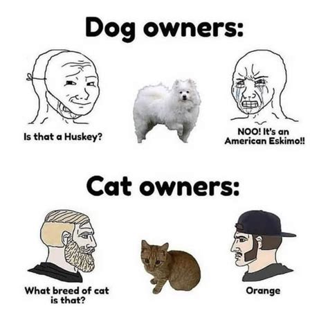 Dog owners vs Cat owners… | /r/memes | Know Your Meme