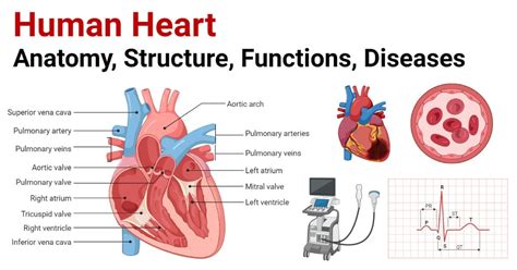 Human Heart- Location, Anatomy, Structure, Functions