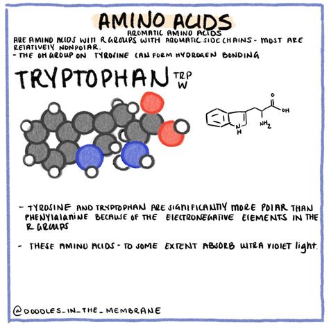 Biochemistry Infographic: Amino Acids - Tryptophan | Biochemistry, Infographic, Amino acids